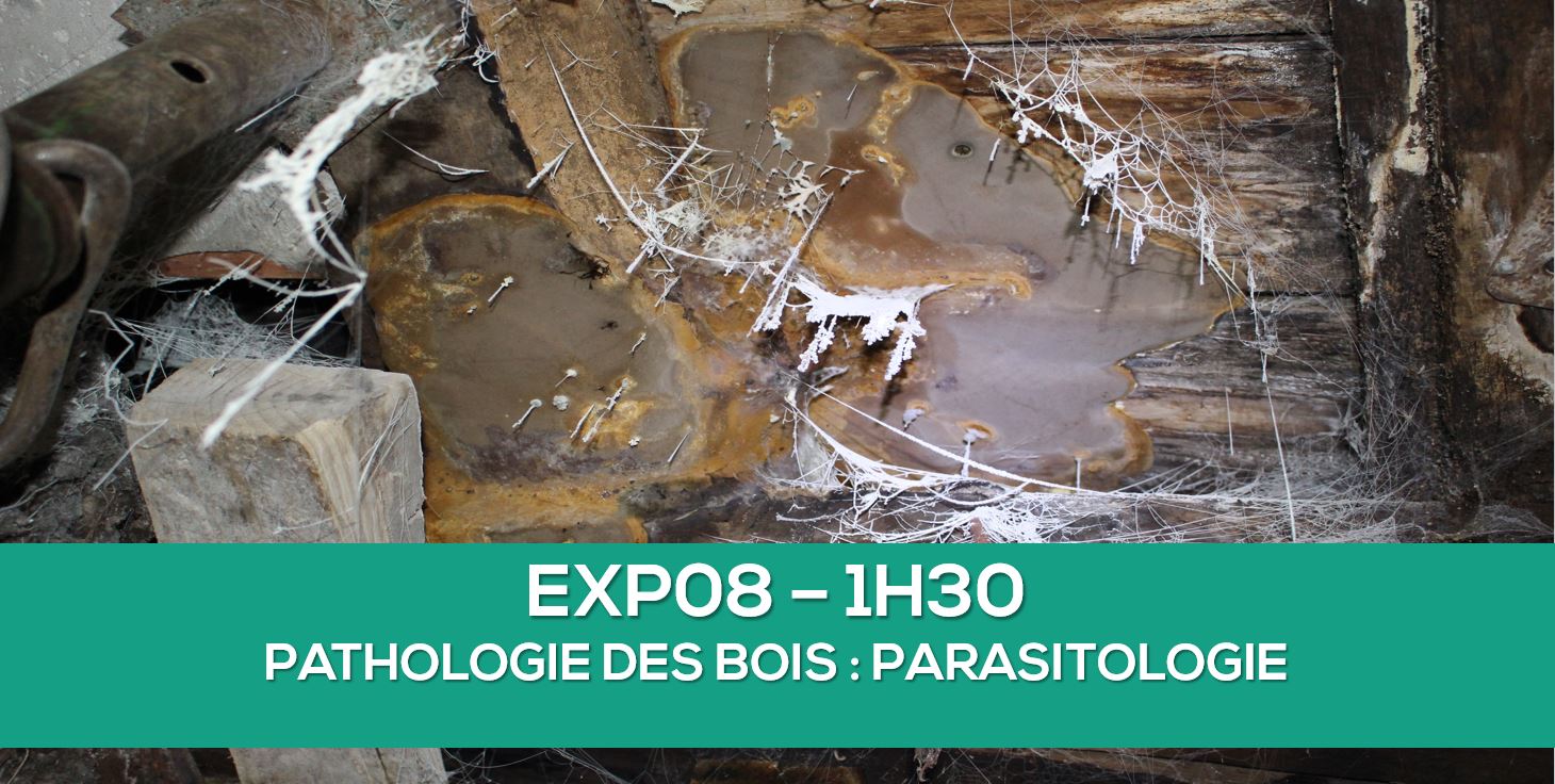 parasitologie bois