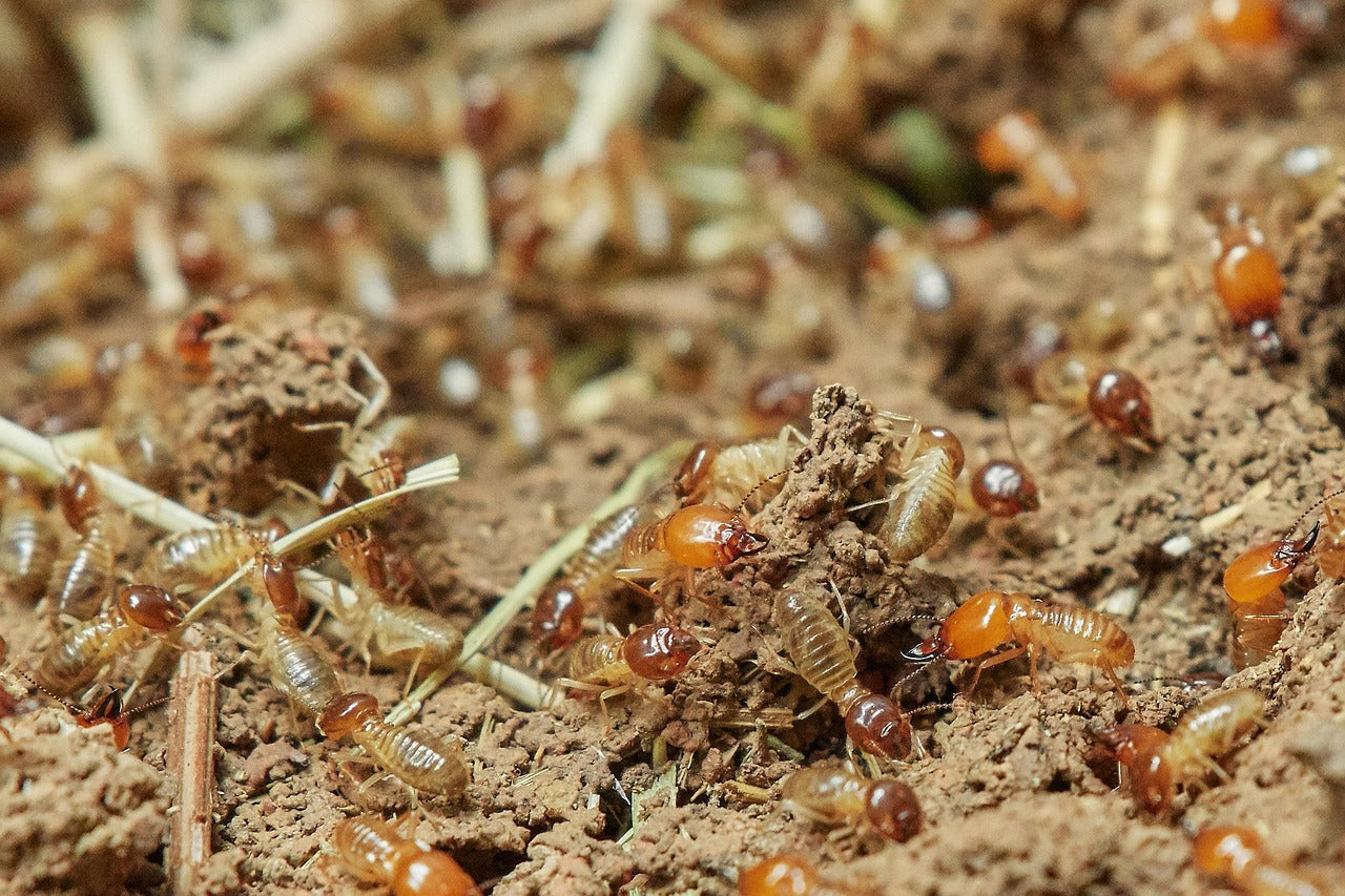 Les essentiels de la parasitologie du bois (termites, mérules...)