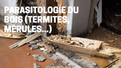 Nouveau module e-learning : Parasitologie du bois