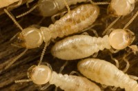 Diagnostic Immobilier Obligatoire : Etat Relatif  la Prsence de Termites