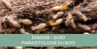 E-learning : DIAG08 Les essentiels de la parasitologie du bois (termites, mrules...)