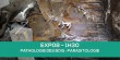 E-learning EXP08 : Parasitologie du bois (Termites, mrules...)